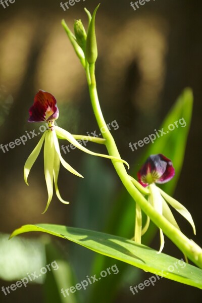 Orchid Flower Soroa Cuba Free Photos