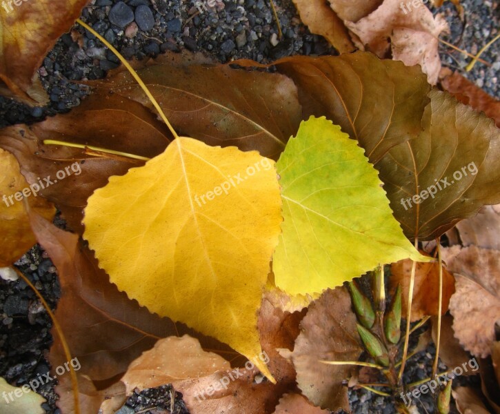 Birch Leaf Yellow Autumn Nature Season