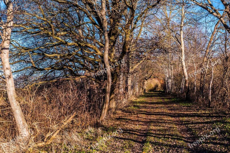 Away Autumn Trees Leaves Natural Landscape