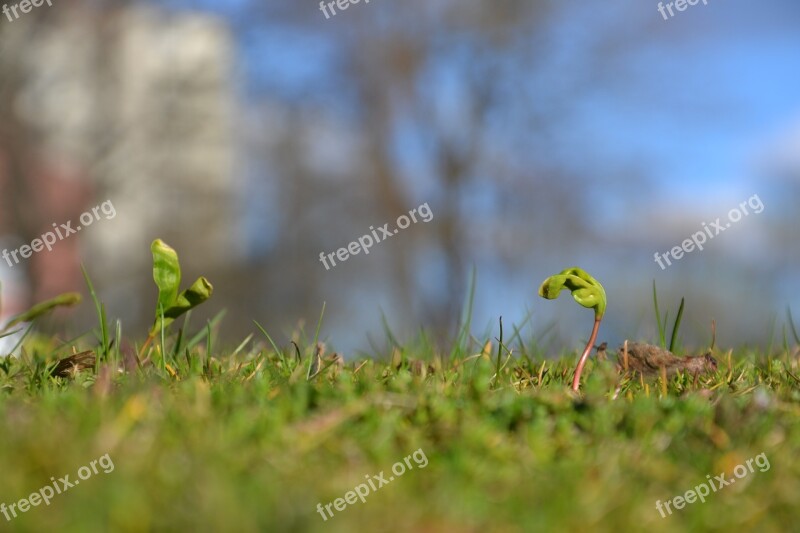 Spring Seed Germination Grass Sunny Green