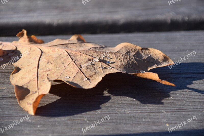 Leaf Leaves Autumn Oak Leaf Dry