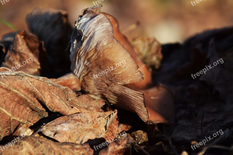 Mushroom Forest Floor Forest Autumn Forest Mushroom