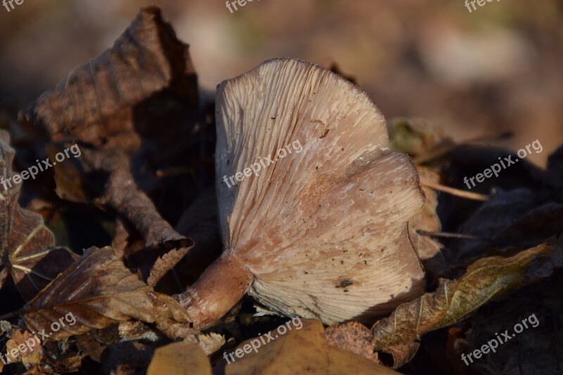 Mushroom Forest Floor Autumn Forest Mushroom Nature