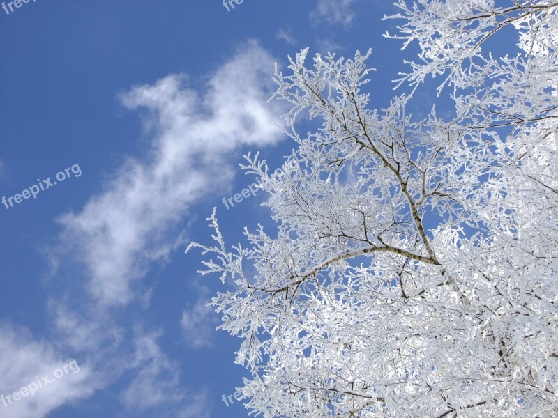 Winter Birch Tree Ripe Hoarfrost