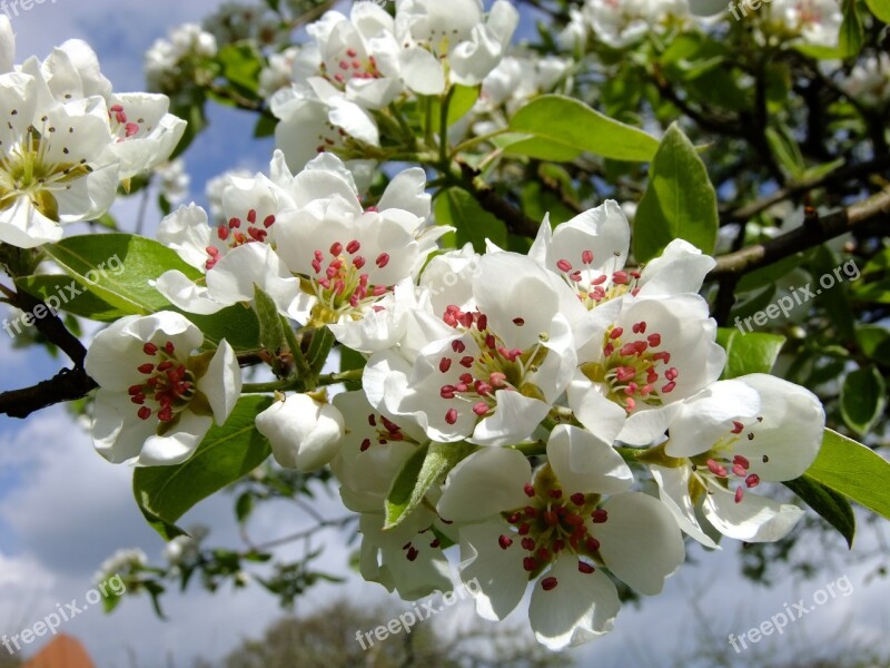 Pear Pear Blossom Spring Blossom Bloom