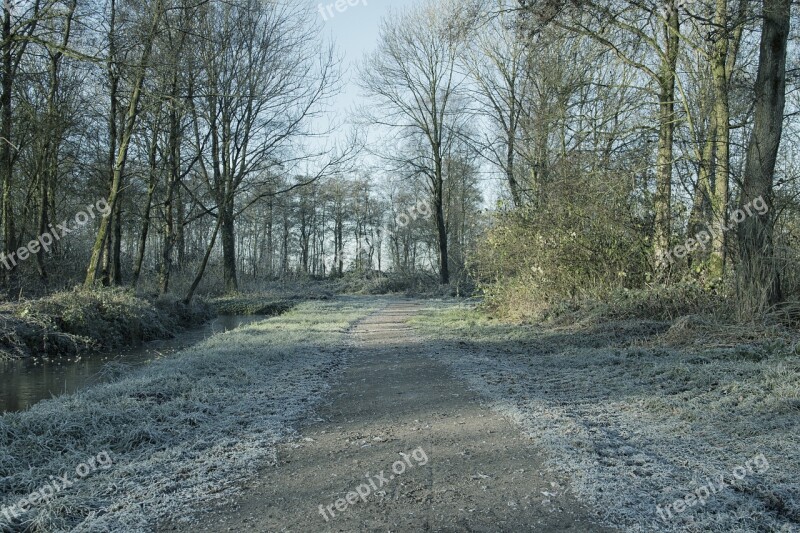 Path Forest Trees Road Landscape