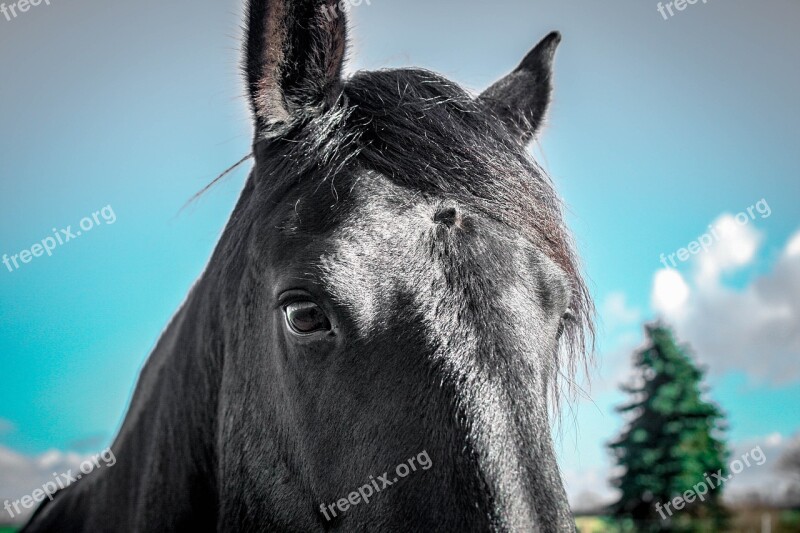 Friese Mare Black Beauty View