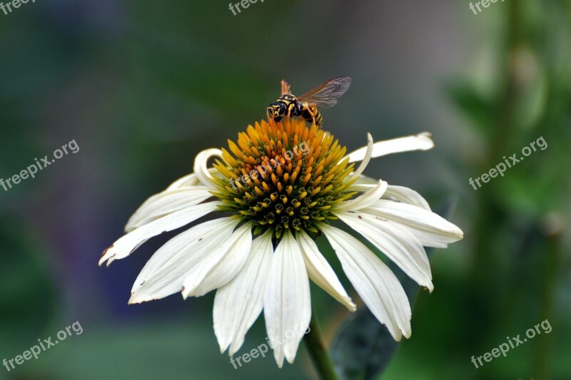 Coneflower Echinacea Native Flower Purple Coneflower Wasp