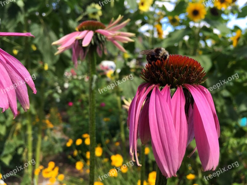 Color Morph Male Native Flower Nectaring Pollinator