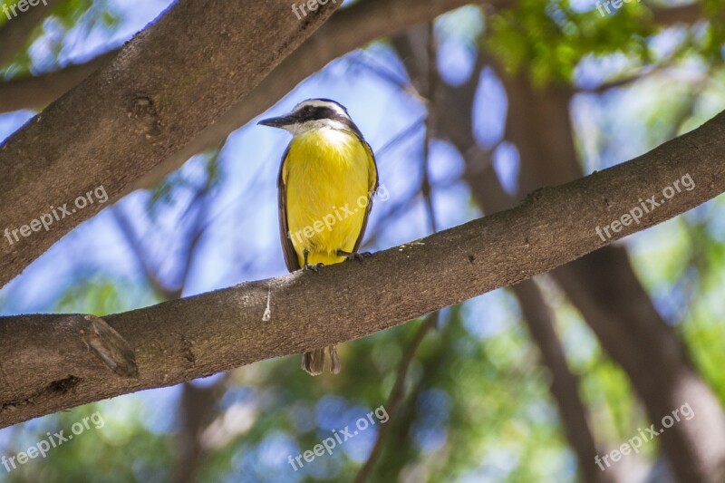 Bird Yellow Nature Animal Birdie