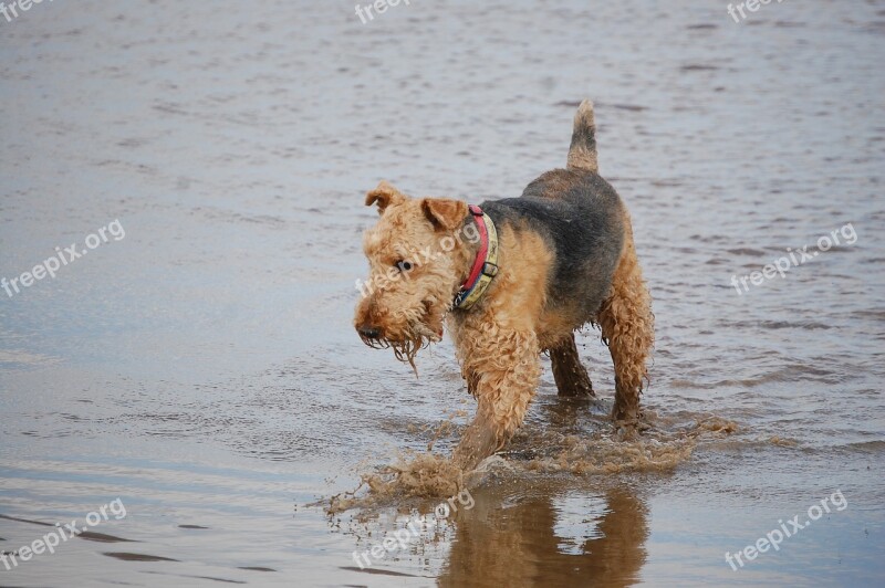 Airedale Terrier Playing Sea Swim