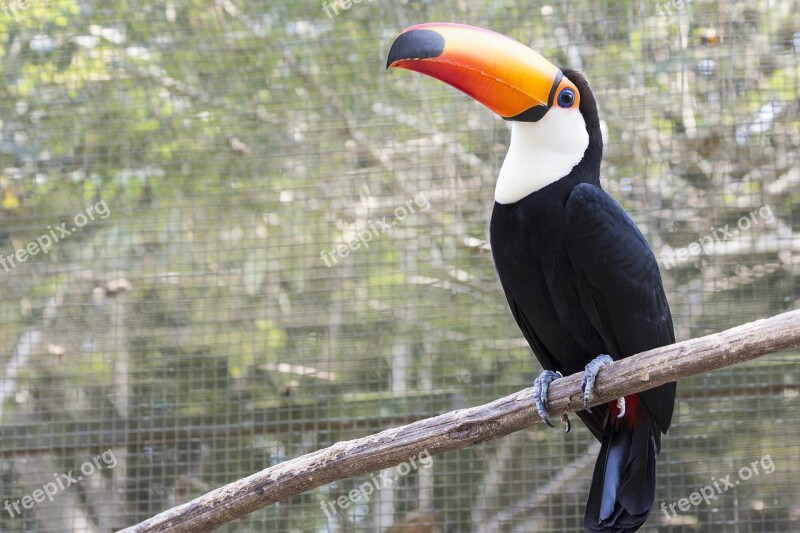 Tucano Nature Branch Long Spout Green