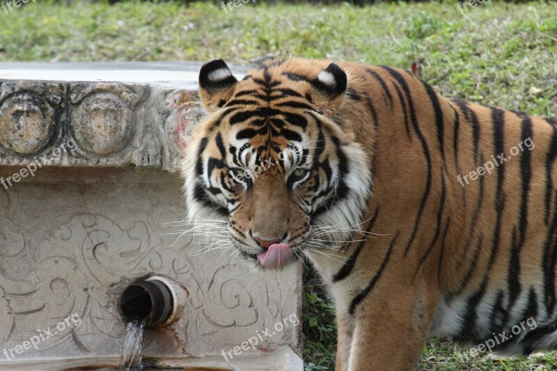 Berani Tiger Sumatran Predator Free Photos