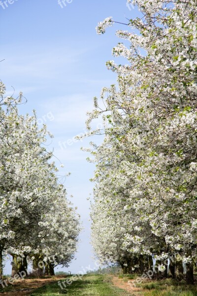 Blossoms Trees Road Garden Pring