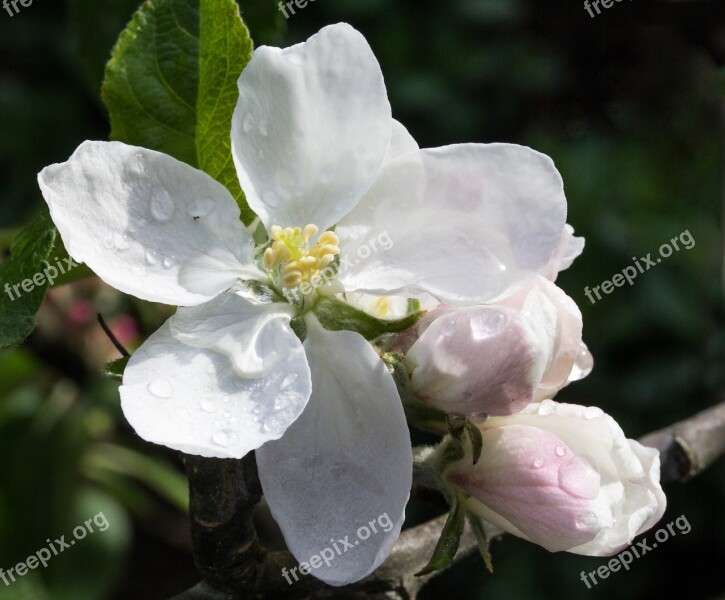 Apple Blossom Flower Bloom Spring