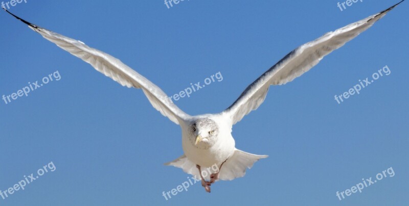 Bird Seagull Animal Water Bird Seevogel