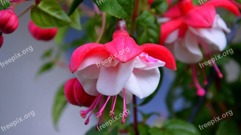 Fucsia Flower Blossom Bloom Close Up