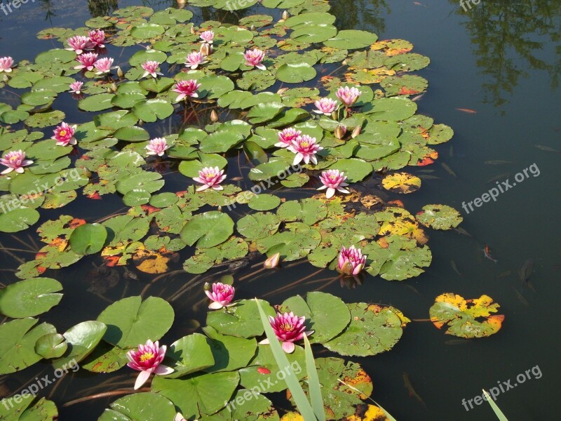 Water Lilies Pond Aquatic Plant Nuphar Pond Plant