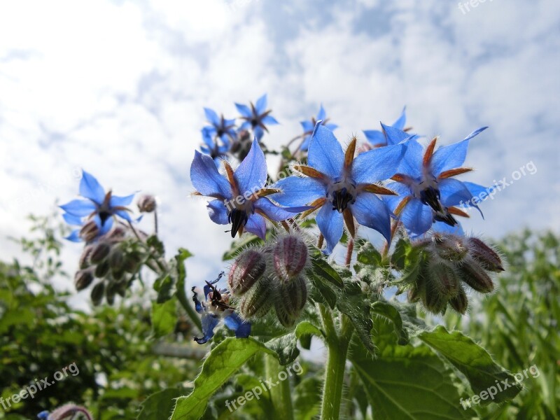 Cucumber Herb Garden Weeds Blossom Blue