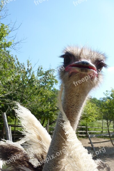 Ostrich The Head Of The Animal Bird Animals African Ostrich