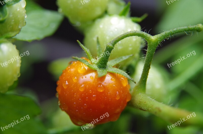 Tomato Red Green Vegetables Drops Of Water