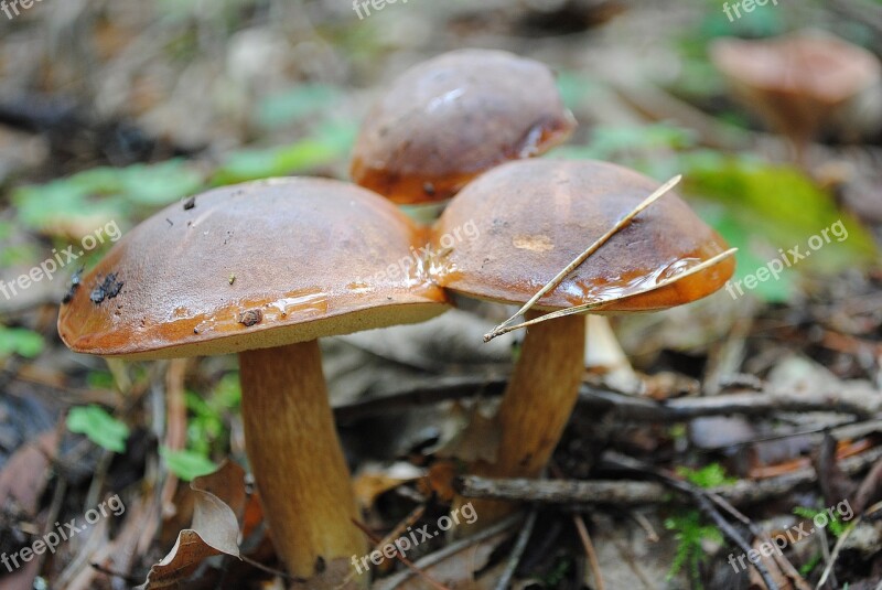 Mushrooms Forest Nature Autumn Plant