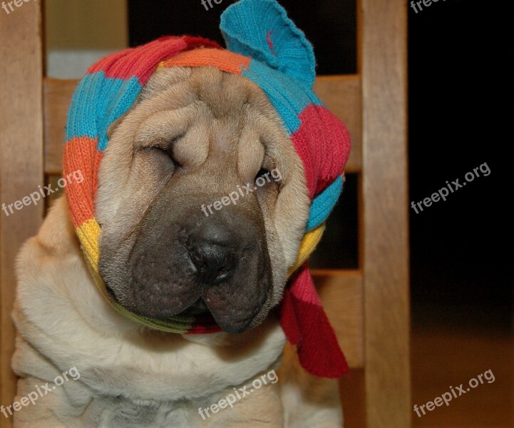 Dog Sharpei Scarf Animal Fun