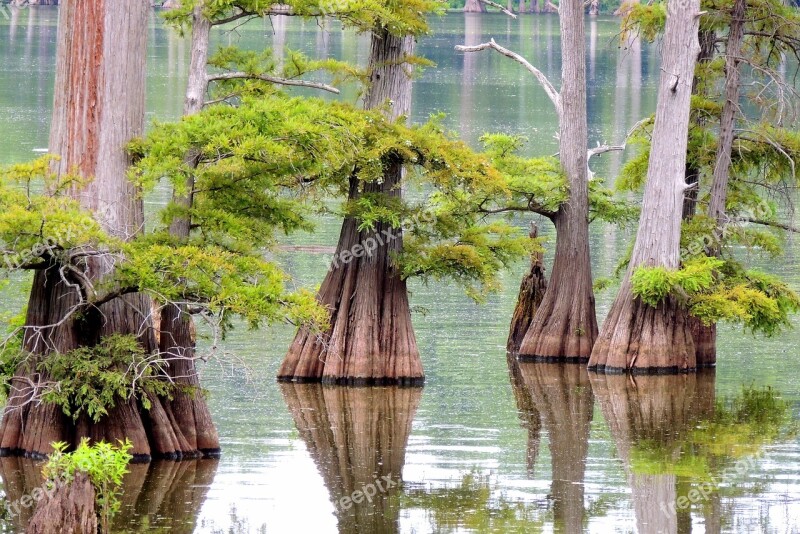 Tree Water Cypress Nature Landscape