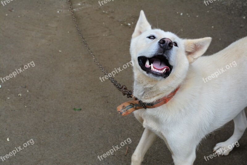 Puppy Dog The Progress Of The Dog Korean Jindo Dog Friends