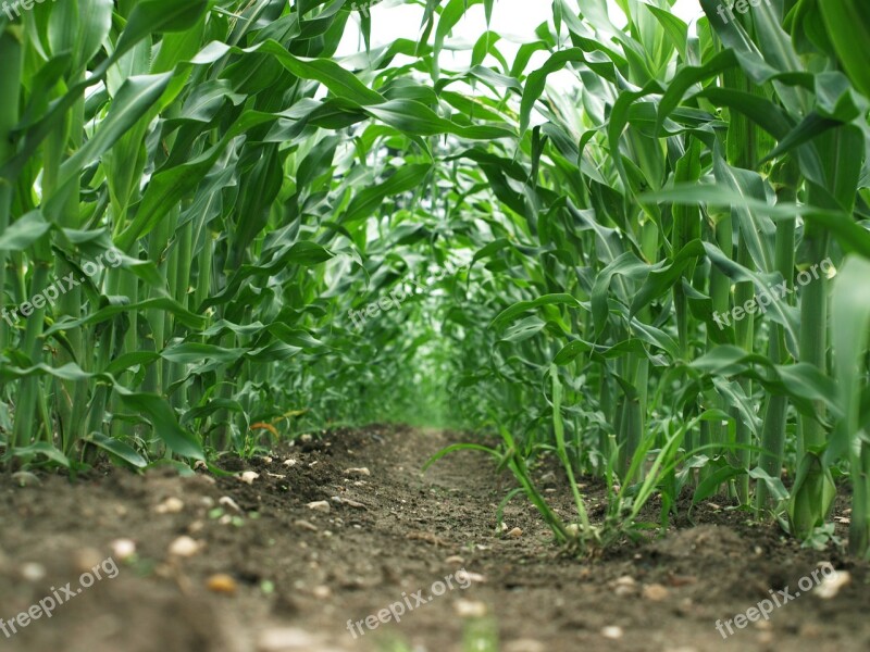 Maize Field Green Agriculture Farming