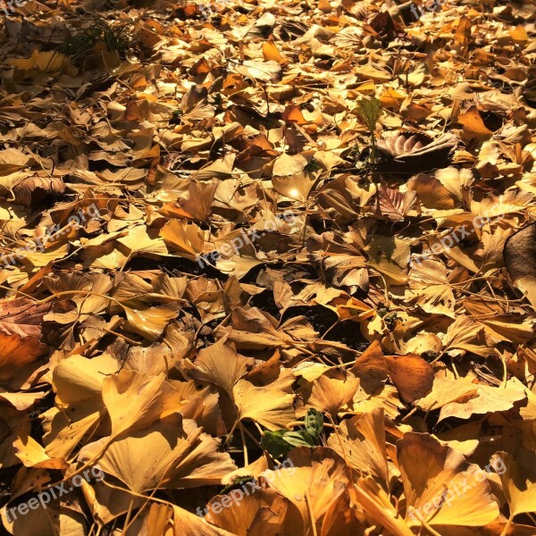 Fallen Leaves Yellow Leaves Gingko Tree Maidenhair Tree Huang