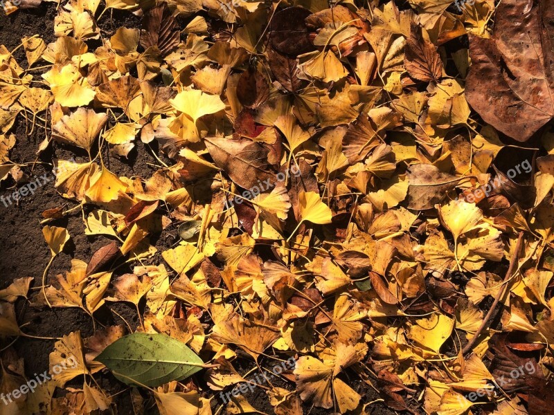 Fallen Leaves Yellow Leaves Gingko Tree Maidenhair Tree Huang