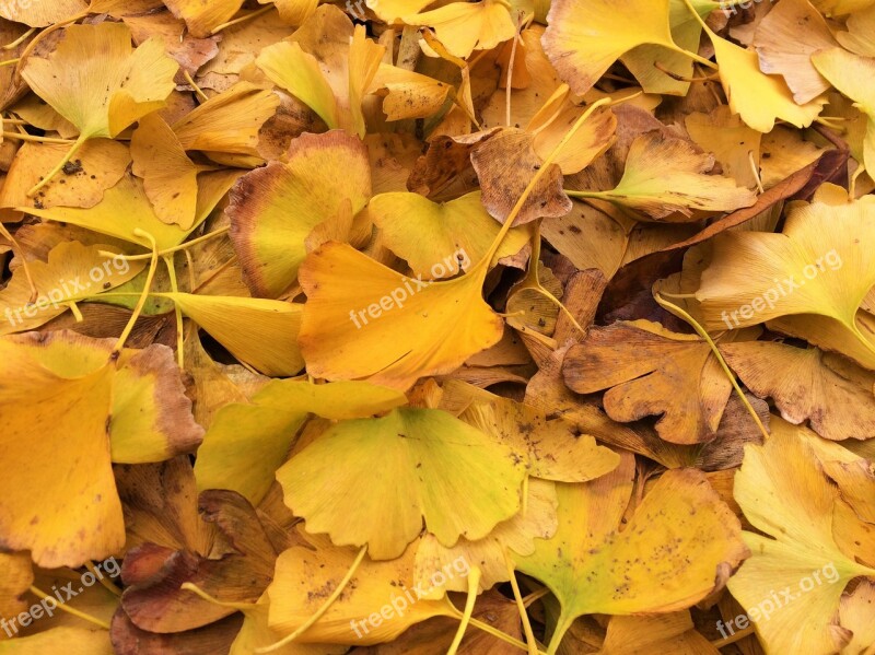 Fallen Leaves Yellow Leaves Gingko Tree Maidenhair Tree Huang