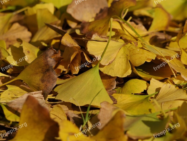 Fallen Leaves Yellow Leaves Gingko Tree Maidenhair Tree Huang