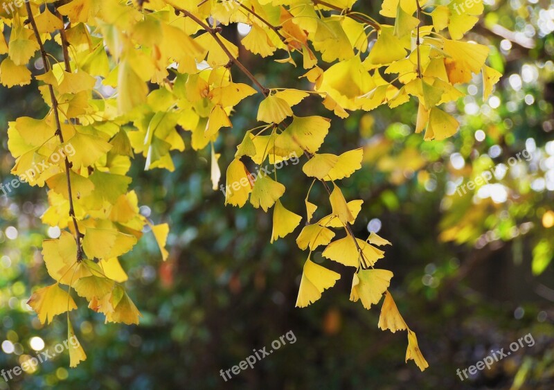 Yellow Leaves Gingko Tree Maidenhair Tree Huang Green