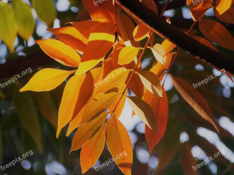 Yellow Leaves Autumnal Leaves Red Huang Green