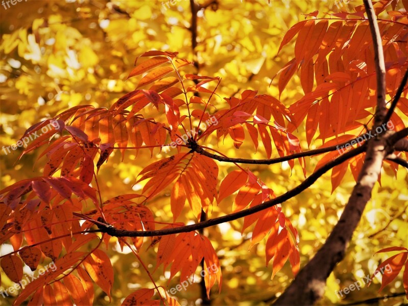 Yellow Leaves Autumnal Leaves Gingko Tree Branch Vein