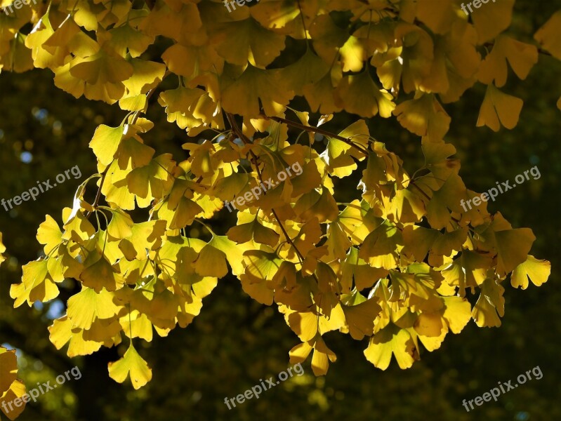 Yellow Leaves Gingko Tree Maidenhair Tree Huang Green