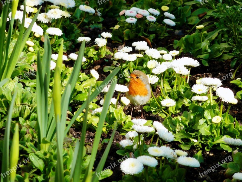 Autumn Red Robin Songbird Summer