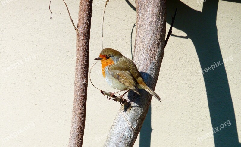 Autumn Red Robin Songbird Summer