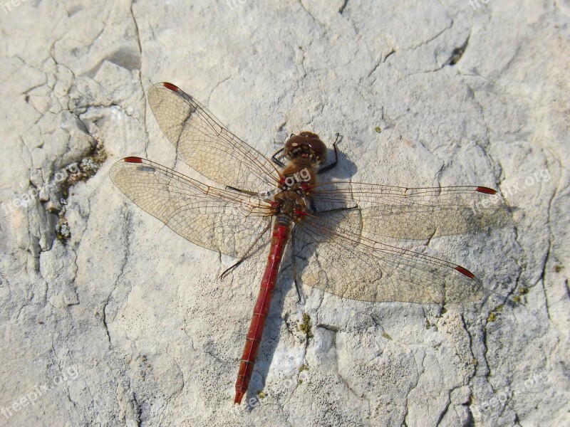 Dragonfly Red Dragonfly Annulata Trithemis Rock Detail