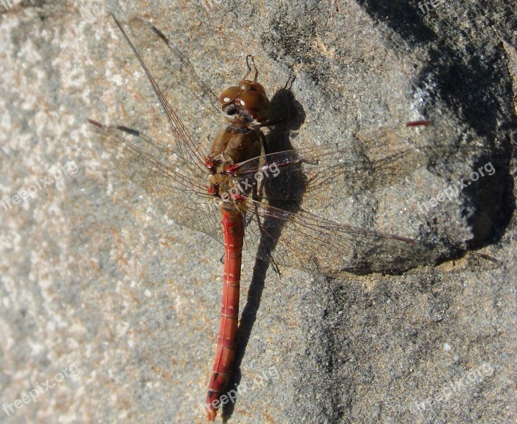 Dragonfly Red Dragonfly Annulata Trithemis Rock Detail