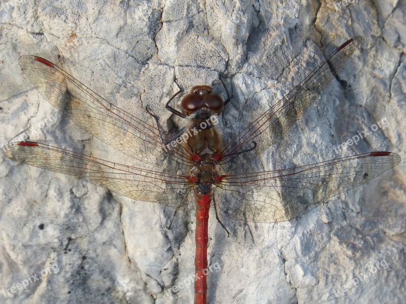 Dragonfly Red Dragonfly Annulata Trithemis Rock Detail