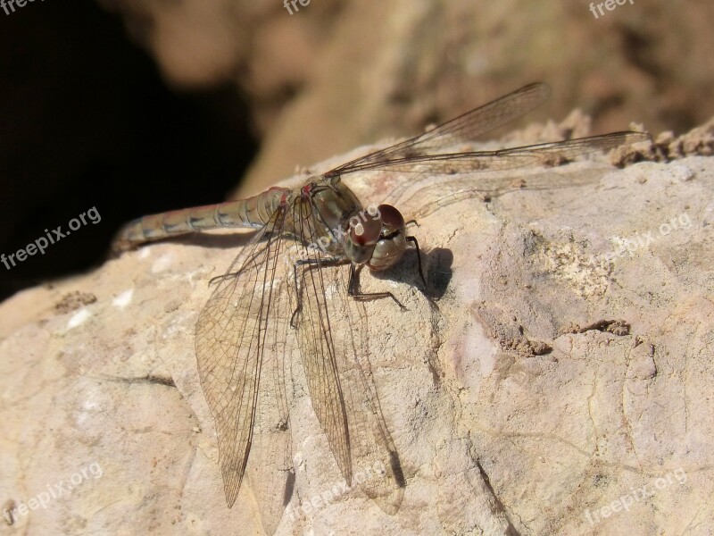 Dragonfly Annulata Trithemis Rock Detail Winged Insect