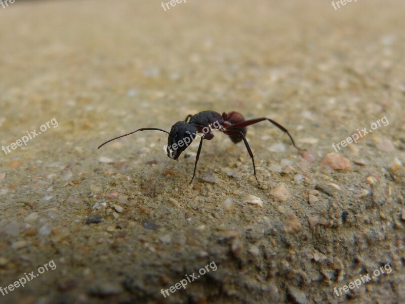 Ant Insect Detail Small Free Photos