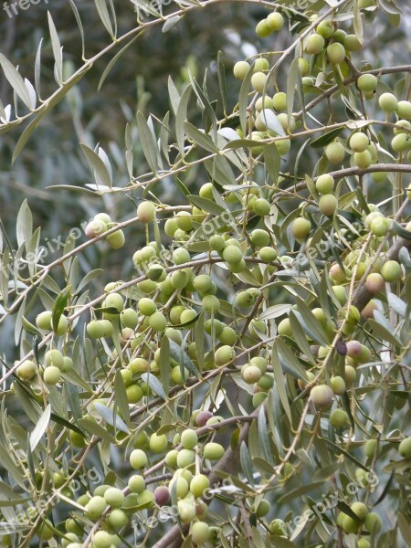 Olive Olives Loaded Abundance Arbequina