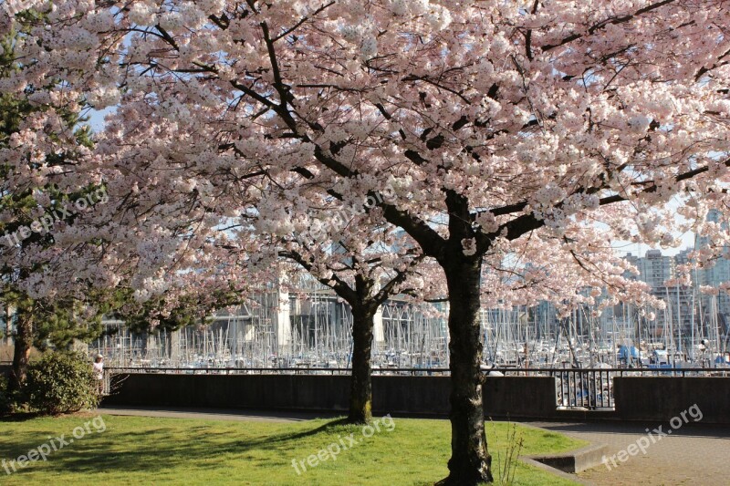 Cherry Trees Spring Cherry Tree Blossom