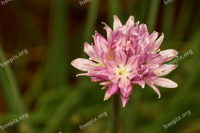 Madagascar Flower Plant Nature Blossom