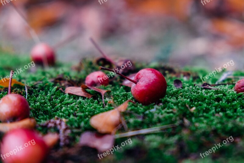 Autumn Apple Fruit Windfall Moss