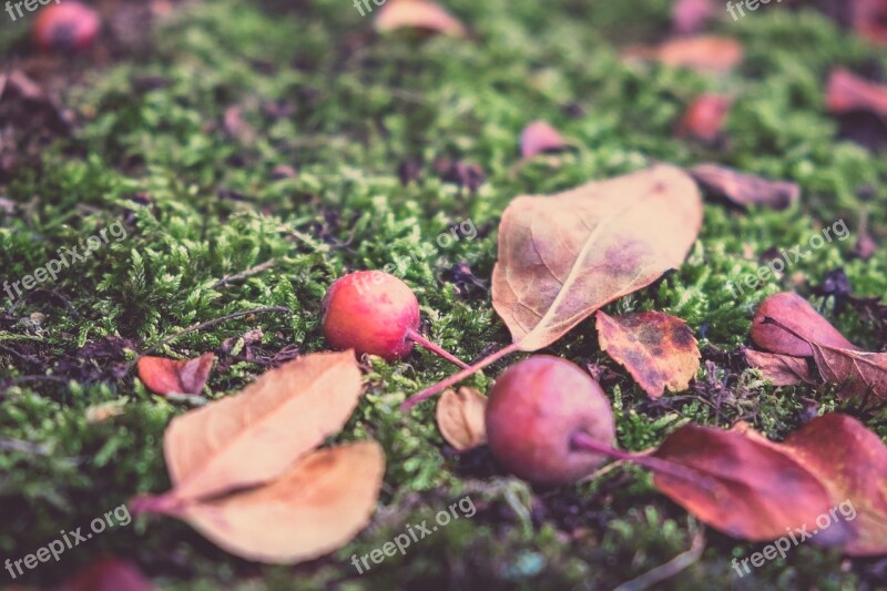 Autumn Apple Fruit Windfall Moss